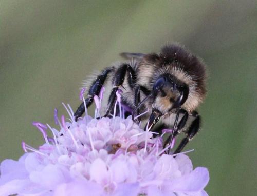 Bombus humilis humilis